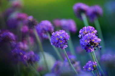 Blooming purple plant Primula Denticulata, closeup clipart