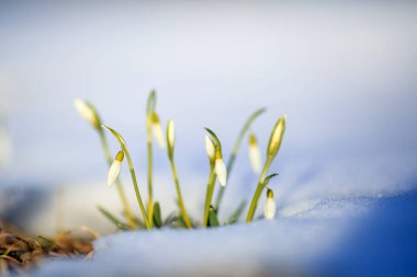 Galanthus nivalis, the snowdrop or common snowdrop, covered with snow after snowfall in the spring  clipart