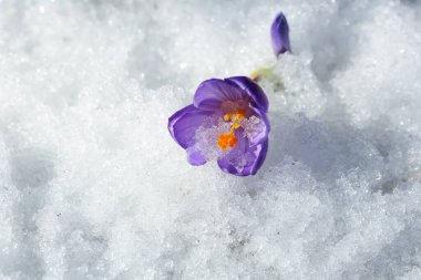 Baharda yağan kardan sonra karla kaplı çiçek açan mavi Crocus bitkisi.