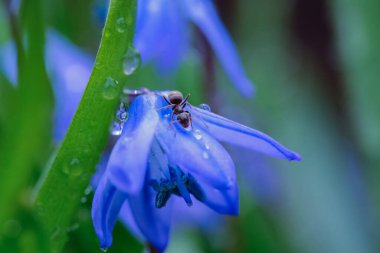 Blooming plant Scilla Siberica  covered with water drops in the spring clipart