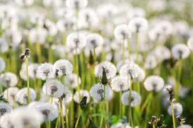 Çayırda karahindiba fidanlığı olan yaz arkaplanı