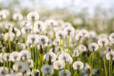 Çayırda karahindiba fidanlığı olan yaz arkaplanı
