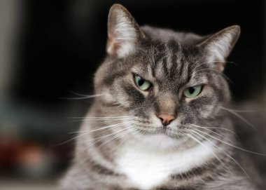Siyah arka planı olan gri kedinin yakın plan portresi.
