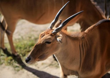 İmpala ya da rooibok (Aepyceros melampus), Doğu ve Güney Afrika 'da bulunan bir antiloptur..