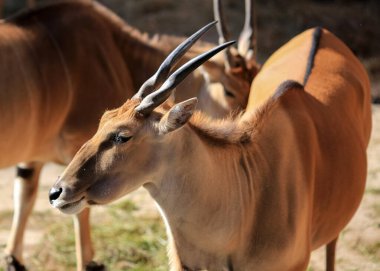 İmpala ya da rooibok (Aepyceros melampus), Doğu ve Güney Afrika 'da bulunan bir antiloptur..