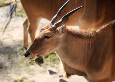 İmpala ya da rooibok (Aepyceros melampus), Doğu ve Güney Afrika 'da bulunan bir antiloptur..