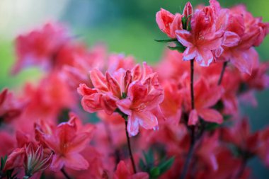 İlkbaharda çiçek açan mor bitki Rhododendron, yakın plan.