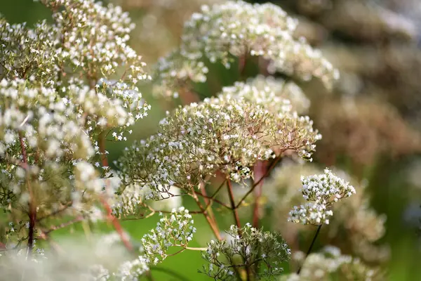 Valerian (Valeriana officinalis, Caprifoliaceae), Avrupa ve Asya 'da yetişen bir bitki türü..