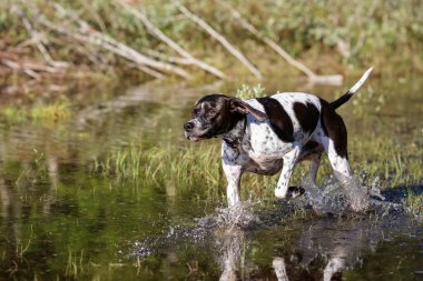 Köpek İngilizce işaretçi suda banyo