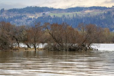 Leinoera Doğa Koruma Alanı 'ndaki Gaula Nehri' nde bahar seli, Norveç 'teki büyük deniz dikenleri çiftliği. Suya yansıyan dikenli diken ağaçları..