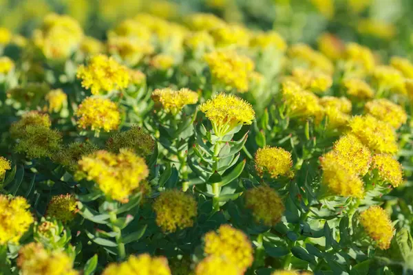 Çiçek açan sarı Rosenroot bitkisi (Rhodiola Rosea)