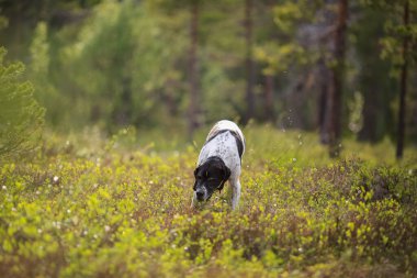 Köpek ingilizce işaretçisi vahşi ormanda avlanıyor