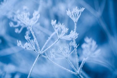 Bitkiler ve yapraklar sonbaharda donla kaplıdır.