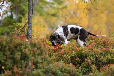 Köpek ingilizce işaretçisi vahşi ormanda avlanıyor