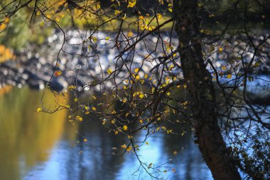 Innerdalen (Innset), Norveç 'teki Inna nehrinde sonbahar Hindistan yazı