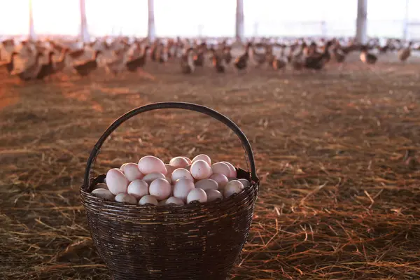 Ördek evindeki paketleme tepsisindeki yumurtalar satılmayı bekliyor. Tablada taze beyaz ördek yumurtaları var.