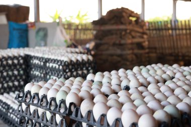 Ördek evindeki paketleme tepsisindeki yumurtalar satılmayı bekliyor. Tablada taze beyaz ördek yumurtaları var.