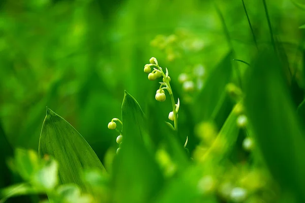 Όμορφο Ανοιξιάτικο Λουλούδι Lily Valley Convallaria — Φωτογραφία Αρχείου
