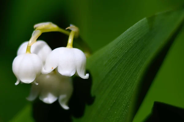 Underbara Maj Blommor Lily Valley Convallaria — Stockfoto