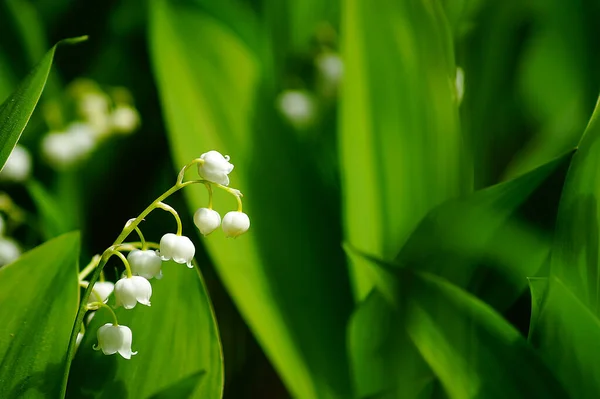 Krásné Květiny Zahradě Lily Valley — Stock fotografie