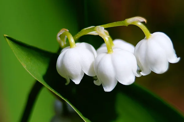 Krásné Jarní Květiny Lily Valley Rekonvallaria Majalis — Stock fotografie