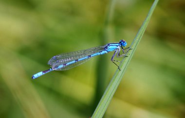Mavi yusufçuk (odonata) çimlerin üzerinde oturuyor                              