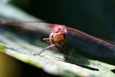  Yusufçuk (odonata) çok hoş bir böcek.                              