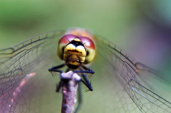 Libélula Odonata Maravilhoso Inseto Closeup — Fotografia de Stock