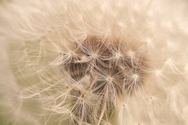Karahindiba (taraxacum) çiçeğinin başı yakın plan .Belki doğa arkaplanı olarak kullanılır..                              