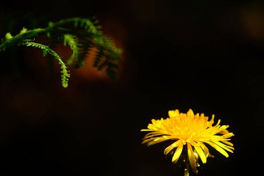 Karahindiba (taraxacum) ve brakken yakın çekim                               