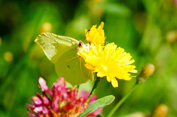 Yellow Butterfly Dandelion — Stock Photo, Image