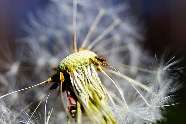 stock image seeds of the dandelion (taraxacum) flower head close-up                               