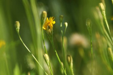 Wild Lettuce (Lactuca Virosa). Very interesting wild flower closeup.                             