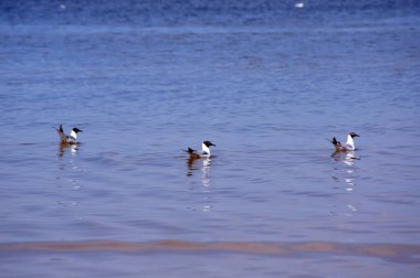  Siyah başlı martılar (kroicocephalus rigibundus). Baltık deniz kuşları. Senkronize yüzme.                     