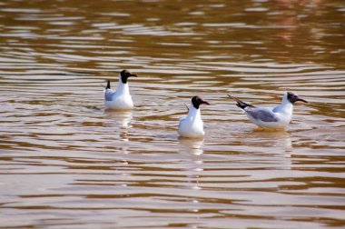  Siyah başlı martılar (kroicocephalus rigibundus). Baltık deniz kuşları. Sudaki üçlü.                    