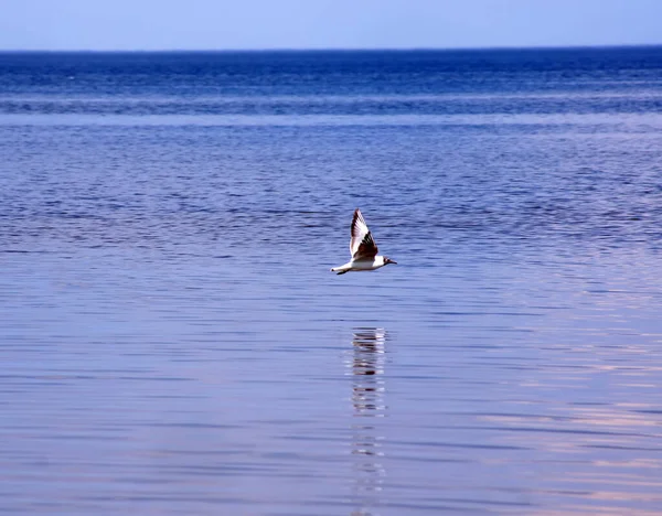 Schwarzkopfmöwen Chroicocephalus Rigibundus Die Ostseevögel Mit Reflexion Über Das Meer — Stockfoto