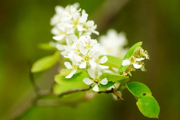   Karlı mespilus (amelanchier ovalis). Yenilebilir meyveli rosaceae familyasından kararlı bir çalılık. İlaçlarda, yemeklerde, reçellerde, şaraplarda, kompotlarda kullanmak çok sağlıklıdır. Çiçekli dallar yakın plan..                            