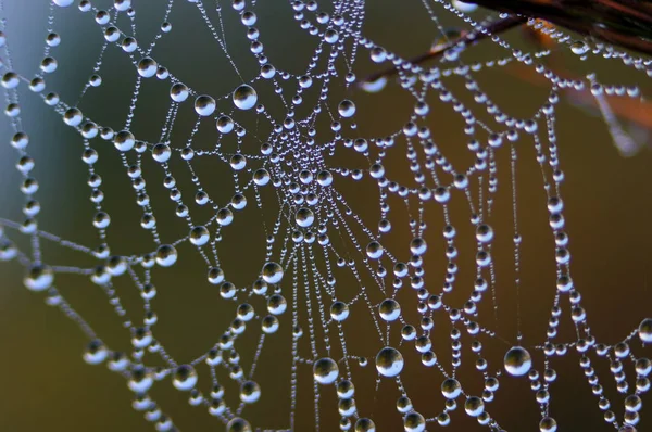Sabah örümcek ağına çiy damlaları düşer. Örümcek ağı. Yakınımızda ilginç bir şey var. Hayvanlar tarafından yapılan ipek.                      