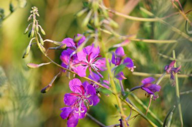   Fireweed (epilobiyum angustifolium) ya da büyük willowhere, rosebay willowhere, bombalı. Yukon Bayrağı 'nın Elementi. Üç. Renkli çiçekler yakın plan..                    