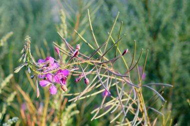   Fireweed (epilobiyum angustifolium) ya da büyük willowhere, rosebay willowhere, bombalı. Yukon Bayrağı 'nın Elementi. Bir. Çiçeklerle dal..                    