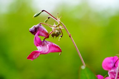 Bahçe balsamı (sabırsız balsamina) ya da gül balsamı, dokunma- bana, benekli snapweed. 4 numara..                               