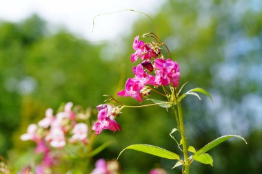 Bahçe balsamı (sabırsız balsamina) ya da gül balsamı, dokunma- bana, benekli snapweed. 6 numara..                               