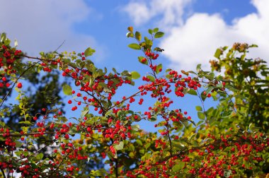 Cotoneaster multiflorus. Gül ailesinde çiçek açan bir bitki. Meyveler gökyüzü arkaplanı ile yakın plan.                      