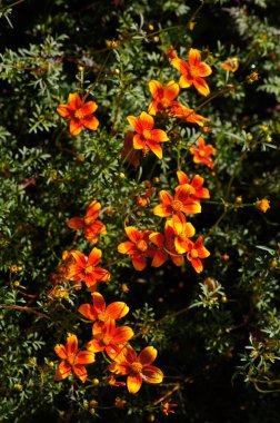 Bidens triplinervia 