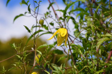 Altın Clematis (clematis tangutica). B.                       