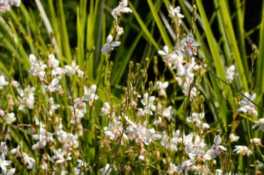 Muehlenbeckia kompleksi, yaygın olarak Pohuehué olarak bilinir. Fotoğraf N 2.                      