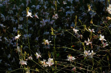 Muehlenbeckia kompleksi, yaygın olarak Pohuehué olarak bilinir. Fotoğraf N 4.                      