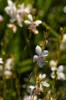 Muehlenbeckia kompleksi, yaygın olarak Pohuehué olarak bilinir. Fotoğraf N 5.                      