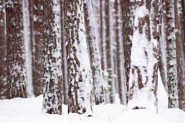 Karlı kış çam ormanı. Kar kaplı ağaç gövdeleri.                               