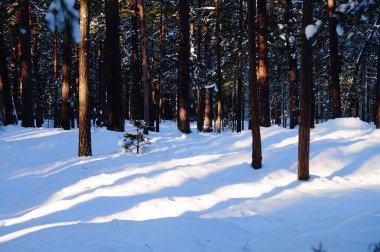 Karlı kış çam ormanı. Küçük bir köknar ağacı olan güneşli bir orman.                               